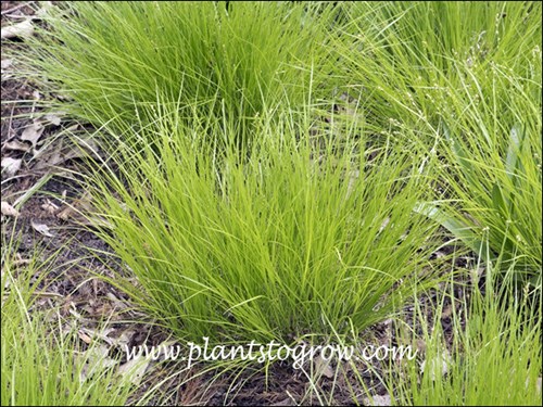 Rosy Sedge (Carex rosea)